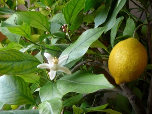 Limon-çiçeği.jpg