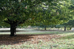 Kestane-ağacı.jpg