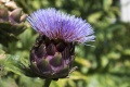Artichoke-beautiful-bloom-39893.jpg