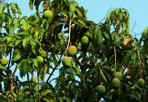 Mango-ağacı.jpg