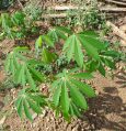 Kasava-bitkisi.jpg