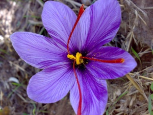 Safran-çiçeği.jpg